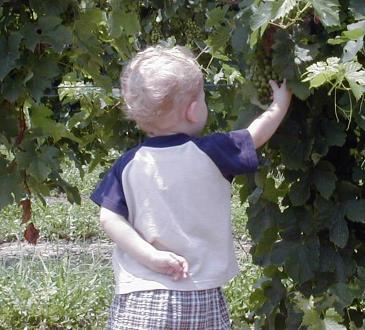 [Grapes]