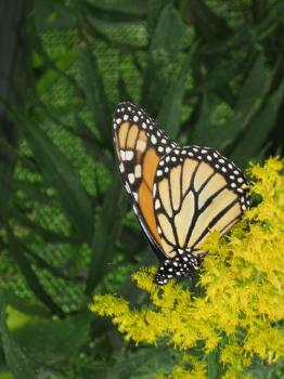 [Monarch Butterfly]