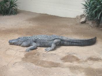 [Alligator]