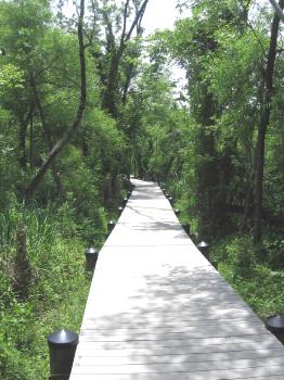Swamp Causeway
