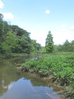 Marshland
