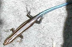 Skink - Lizard
