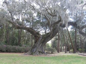 Cleveland Oak