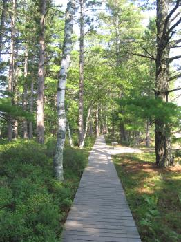 Plank Boardwalk