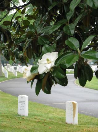 Magnolia Bloom in Arlington National Cemetery. Photo by howderfamily.com; (CC BY-NC-SA 2.0)