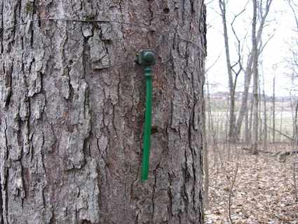Maple Tree Tapped. Photo by howderfamily.com; (CC BY-NC-SA 2.0)