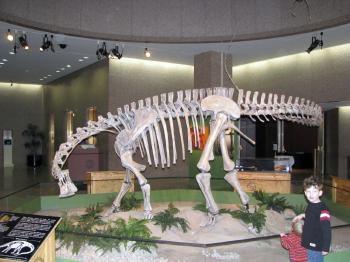 Nigersaurus Bones on Display