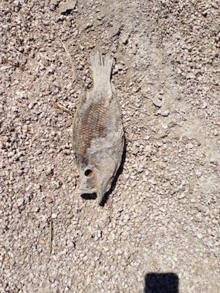 Dead Fish at Salton Sea. Photo by "Lyn"; all rights reserved. Used with permission.
