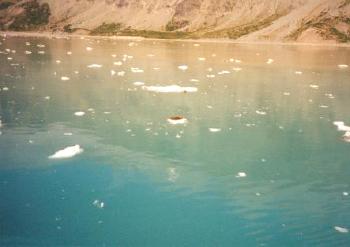 Seal in the Wild