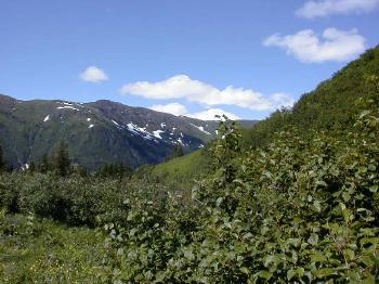 Alpine Meadow