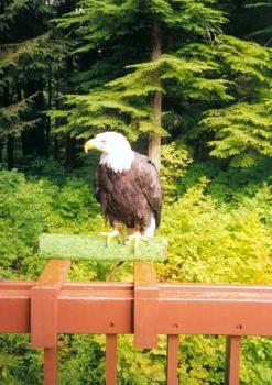 American Bald Eagle