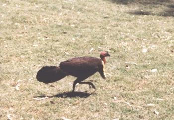 Brush Turkey