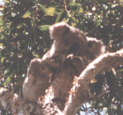 Koala in the Wild