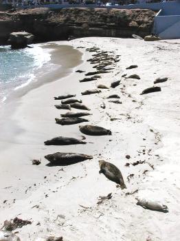 Harbor Seals