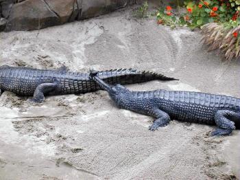 Gharial