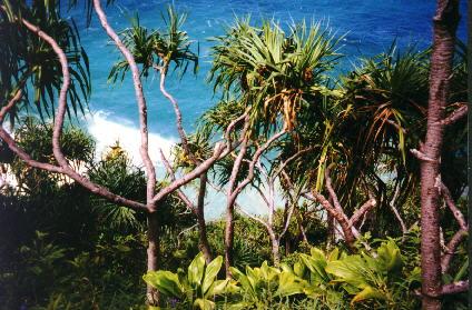 Na Pali Coast, Plants and Surf