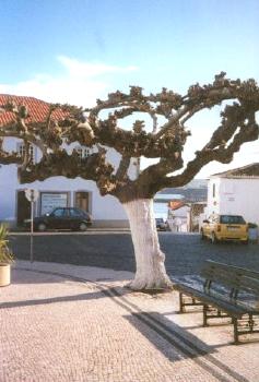 Public Square in Terceira. My own photo.
