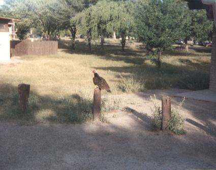 Campground Vultures