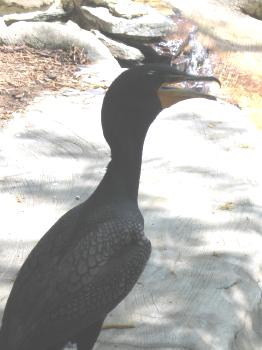 Phalacrocorax auritus