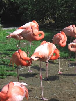 Phoenicopterus ruber