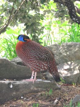 Tragopan temminckii