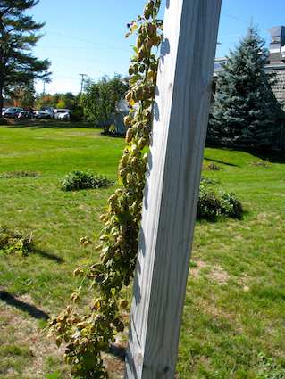 Hops Vine